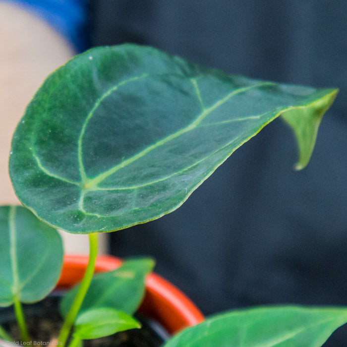 anthurium forgetii humidity Anthurium Forgetii Care