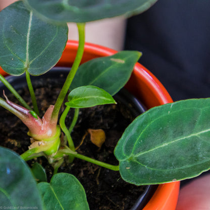 Anthurium Forgetii new leaves and new growth