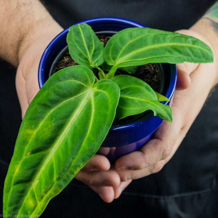 anthurium villenaorum care Anthurium Villenaorum Care