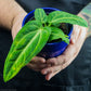Anthurium Villenaorum plant growing and care instructions