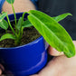 Anthurium Warocqueanum Plant care instructions