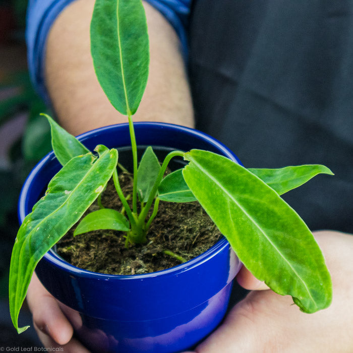 Anthurium Warocqueanum plant care growing instructions