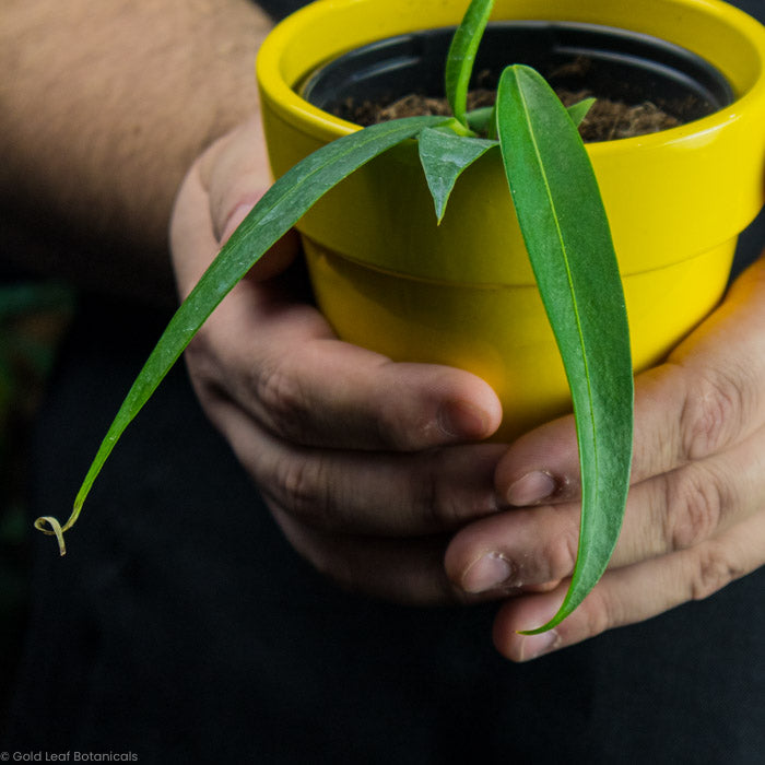 anthurium wendlingeri care Anthurium Wendlingeri Care