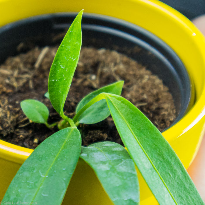 anthurium wendlingeri growth rate Anthurium Wendlingeri Care