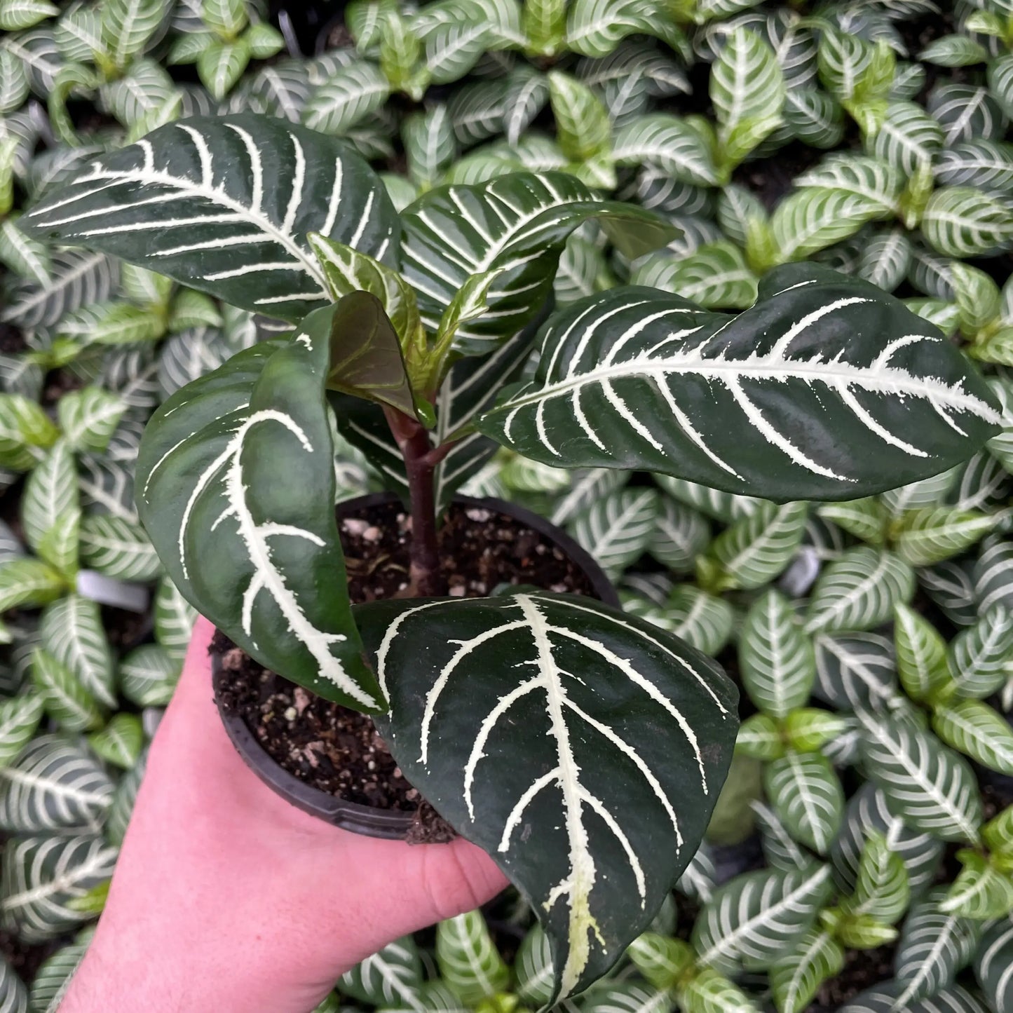 Aphelandra Squarrosa