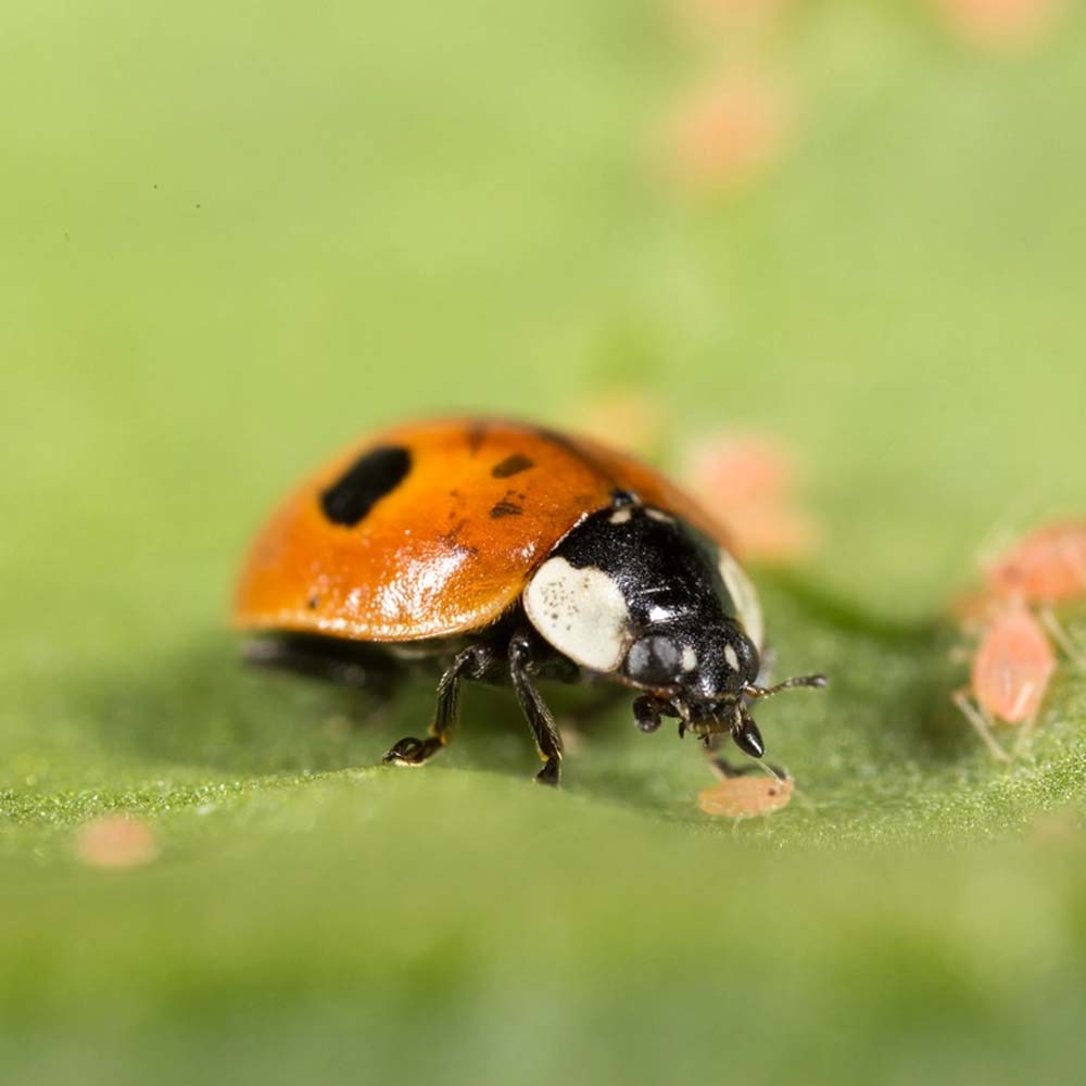 Koppert's Aphids Solutions: Aphidalia