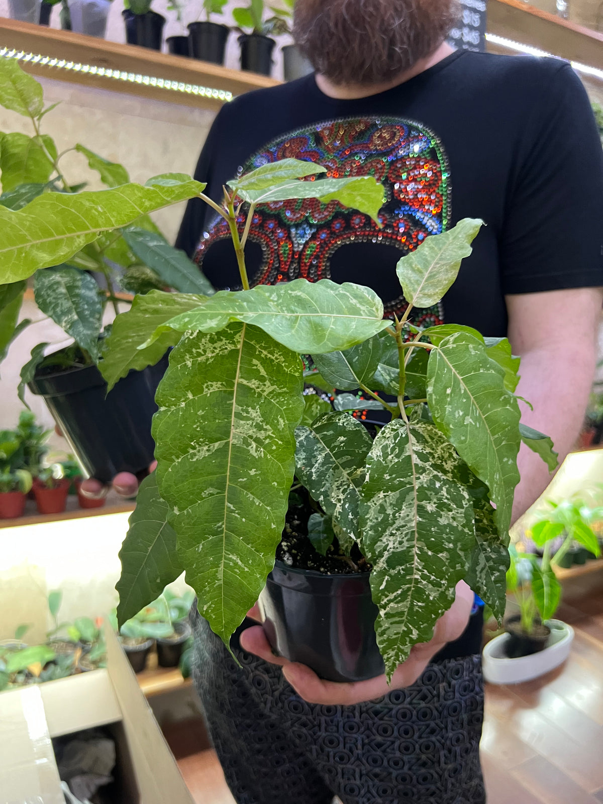 Ficus CottonColour