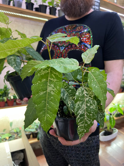 Ficus CottonColour