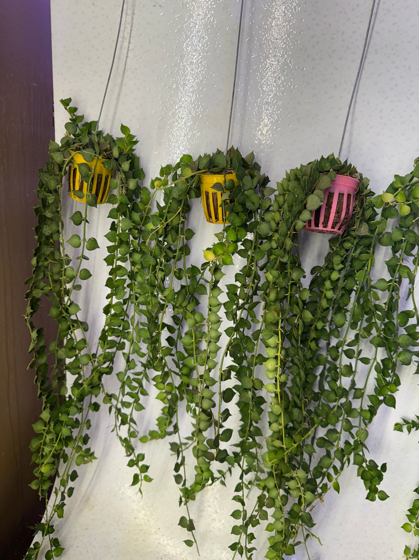 Dischidia Million Hearts (Pre-Order)