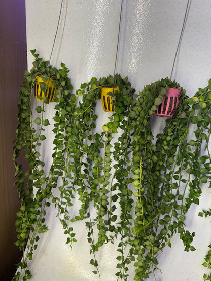 Dischidia Million Hearts (Pre-Order)