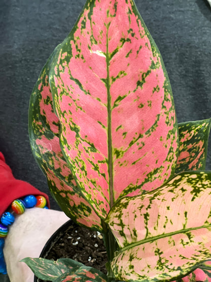 Aglaonema Lady Valentine