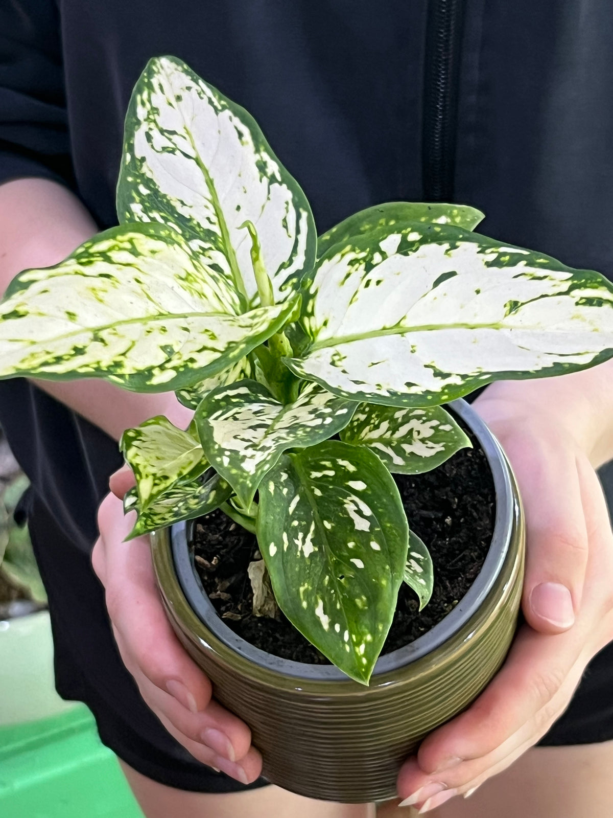 Aglaonema Super  White