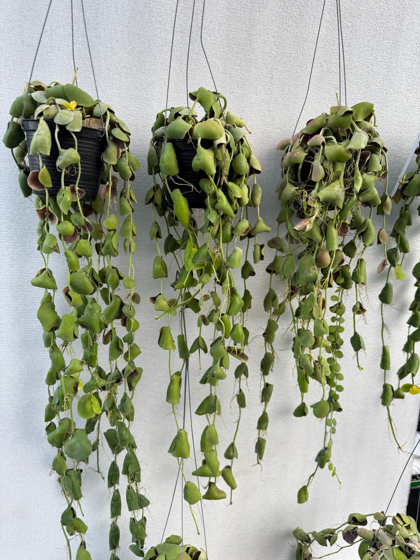 Dischidia Platyphylla (Pre-Order)