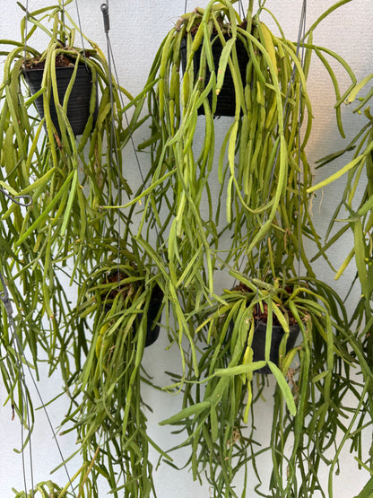 Rhipsalis Micrantha  (Pre-Order)
