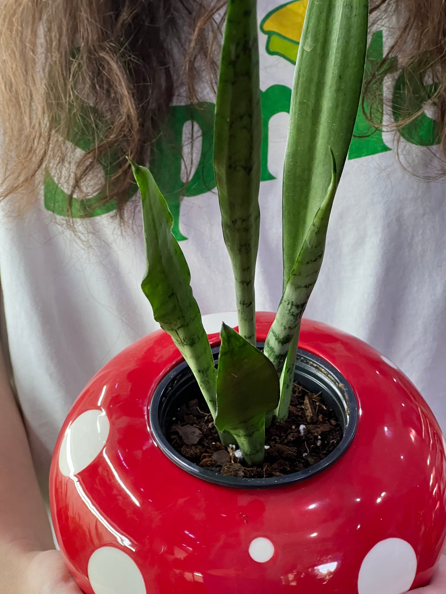 Sansevieria Silver Streak