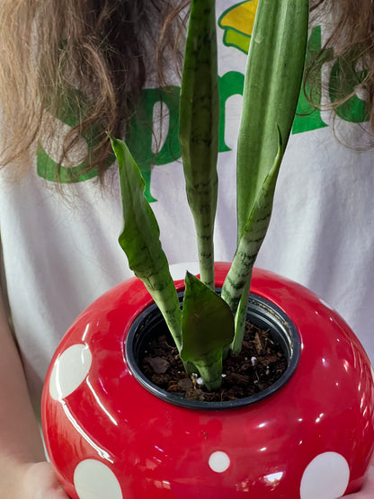 Sansevieria Silver Streak