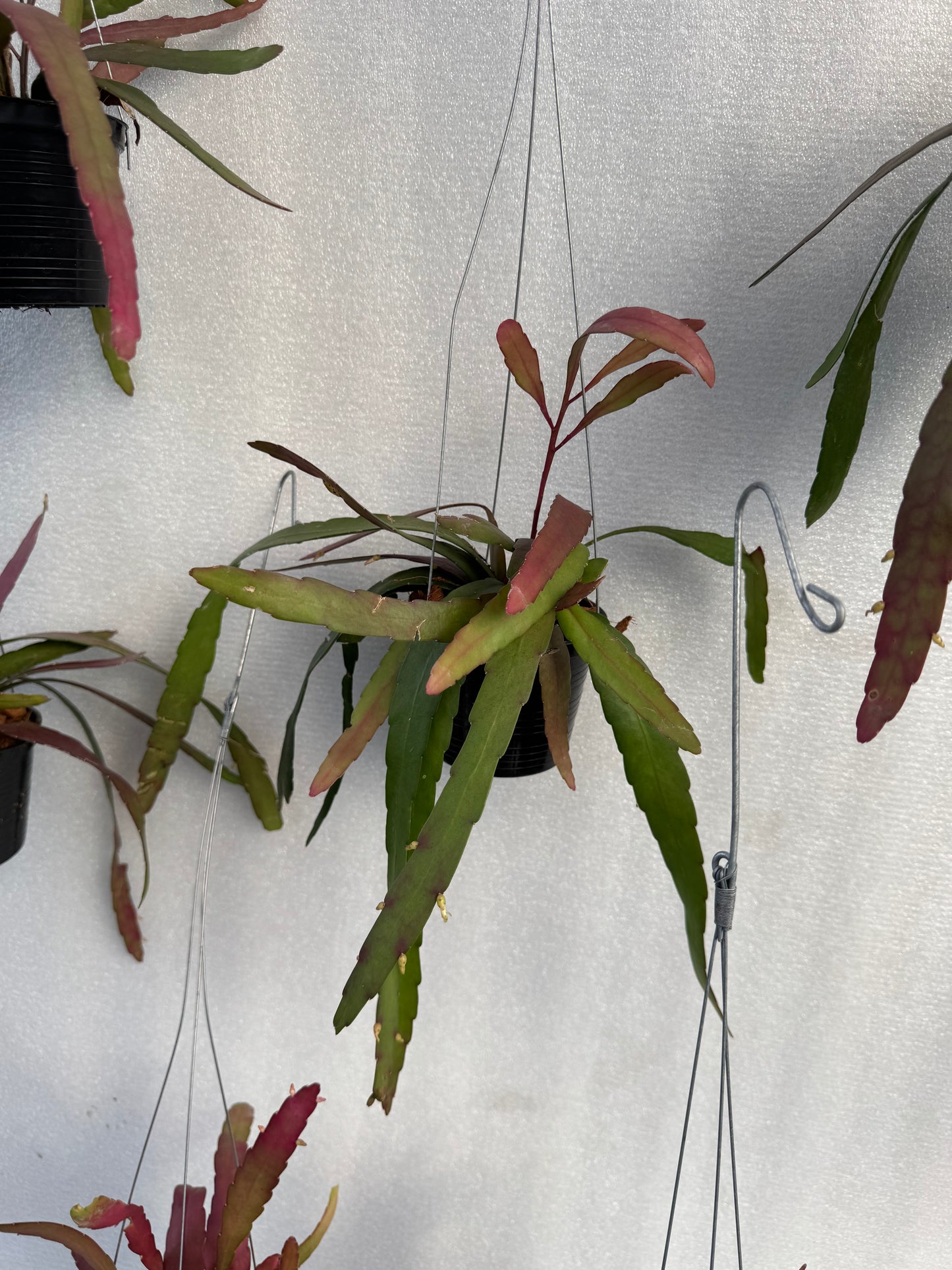 Rhipsalis Ramulosa  (Pre-Order)