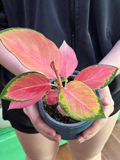 Aglaonema Pink Valentine