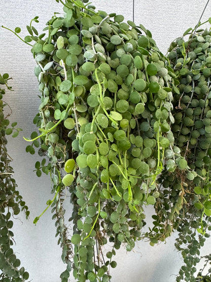 Dischidia Numularia Green String of Nickles (Pre-Order)