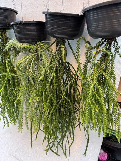 Huperzia Goebelii (Pre-Order)