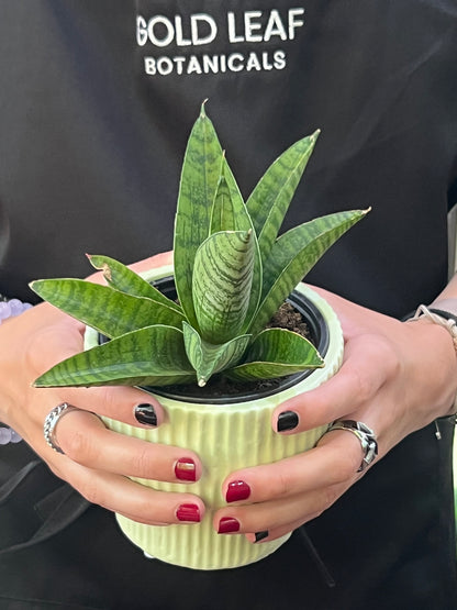 Sansevieria Indo Hybrid
