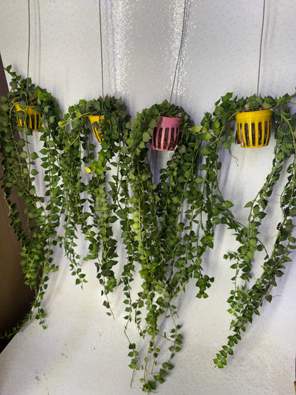 Dischidia Million Hearts (Pre-Order)