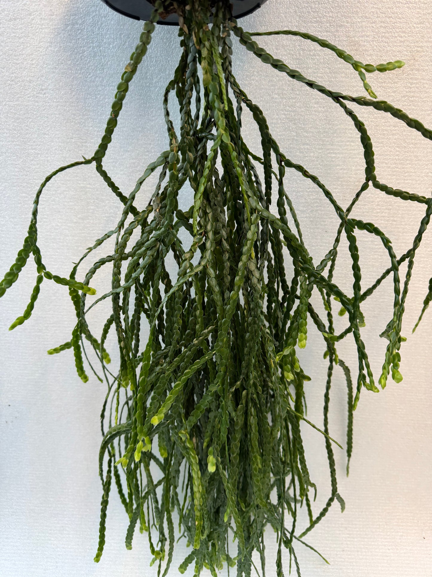 Huperzia Nummulariifolia (Pre-Order)