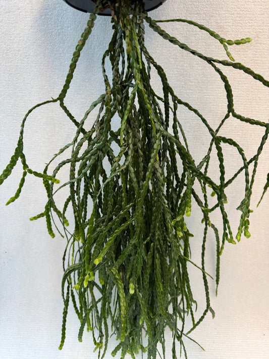 Huperzia Nummulariifolia (Pre-Order)