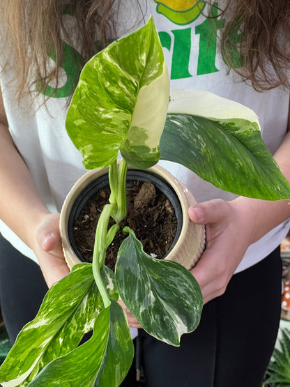 Monstera Lechleriana Variegated