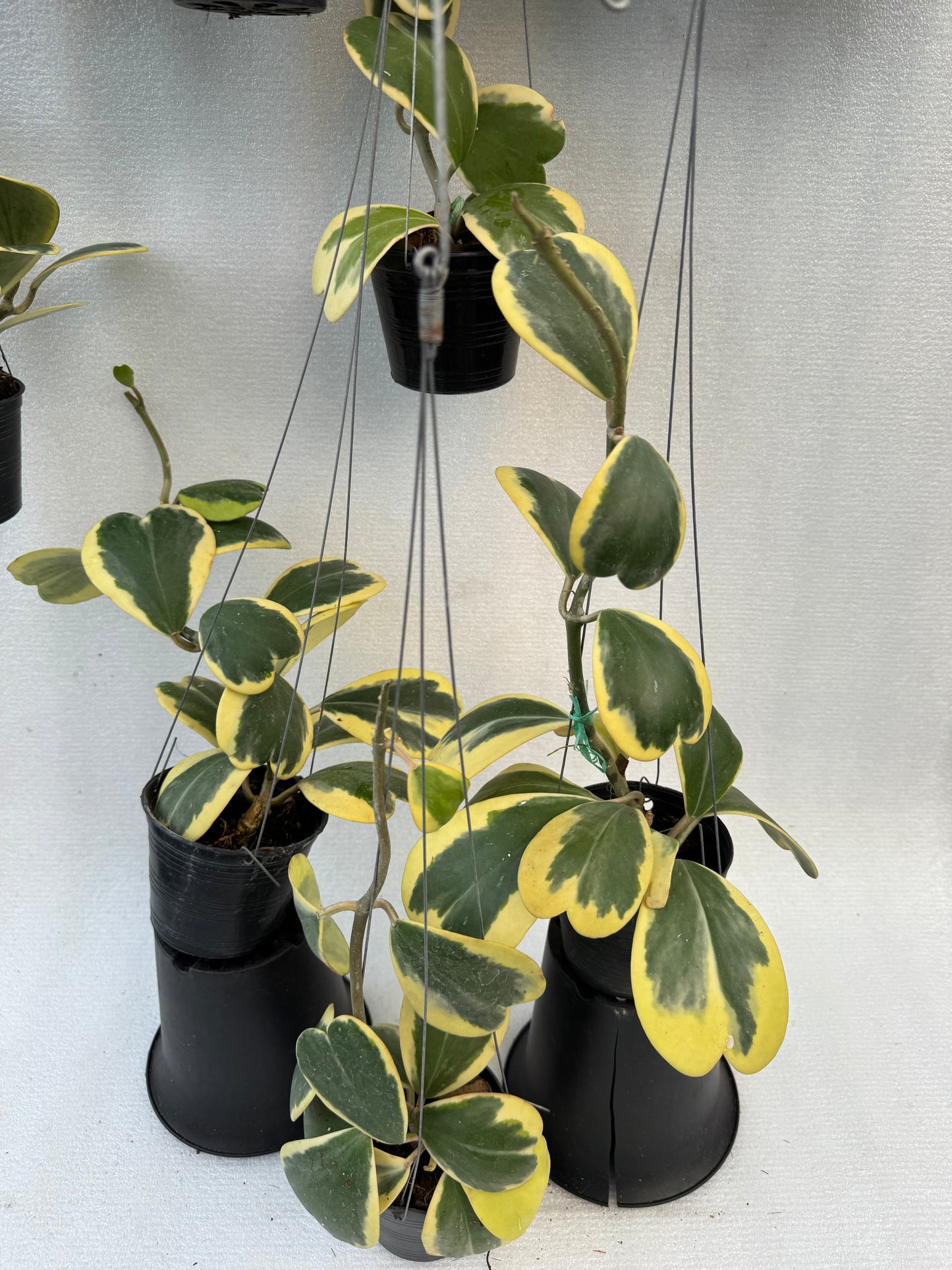 Hoya Kerrii Variegata (Pre-Order)
