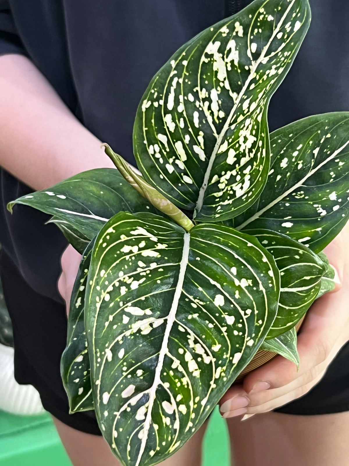 Aglaonema White Stripes