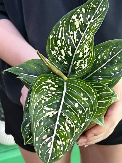 Aglaonema White Stripes