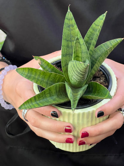 Sansevieria Indo Hybrid