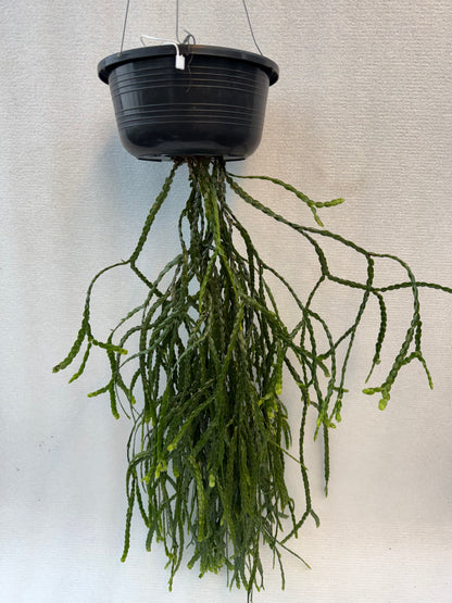 Huperzia Nummulariifolia (Pre-Order)