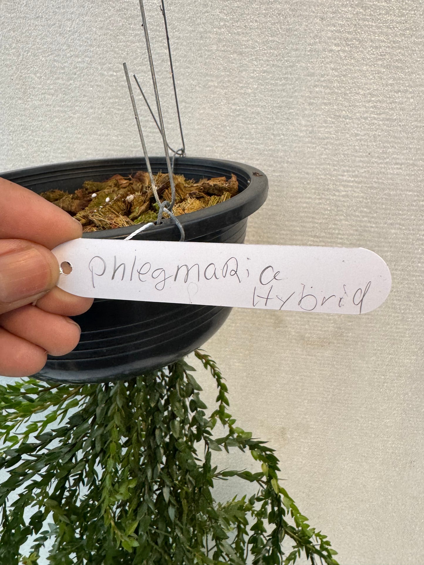 Huperzia Plegmaria Hybrid (Pre-Order)