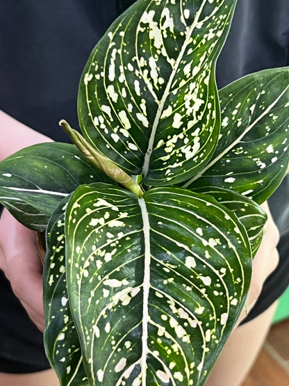 Aglaonema White Stripes