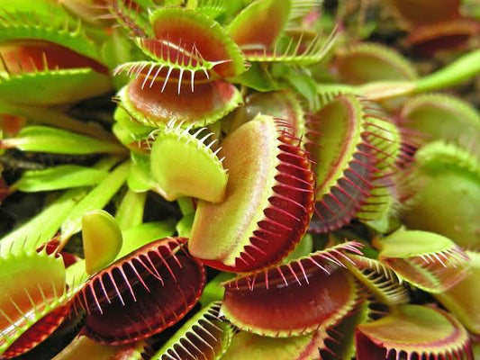 Carnivorous Plants 101 (with Jack!!): Kid Oriented & Great for Adults Too