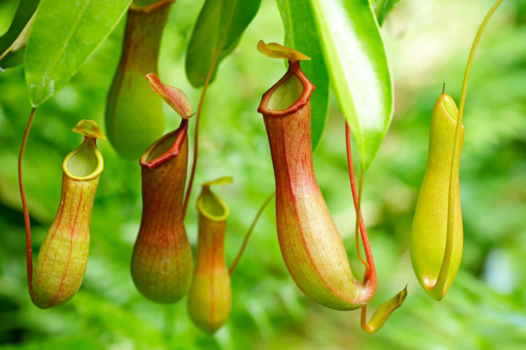 Carnivorous Plants 101 (with Jack!!): Kid Oriented & Great for Adults Too
