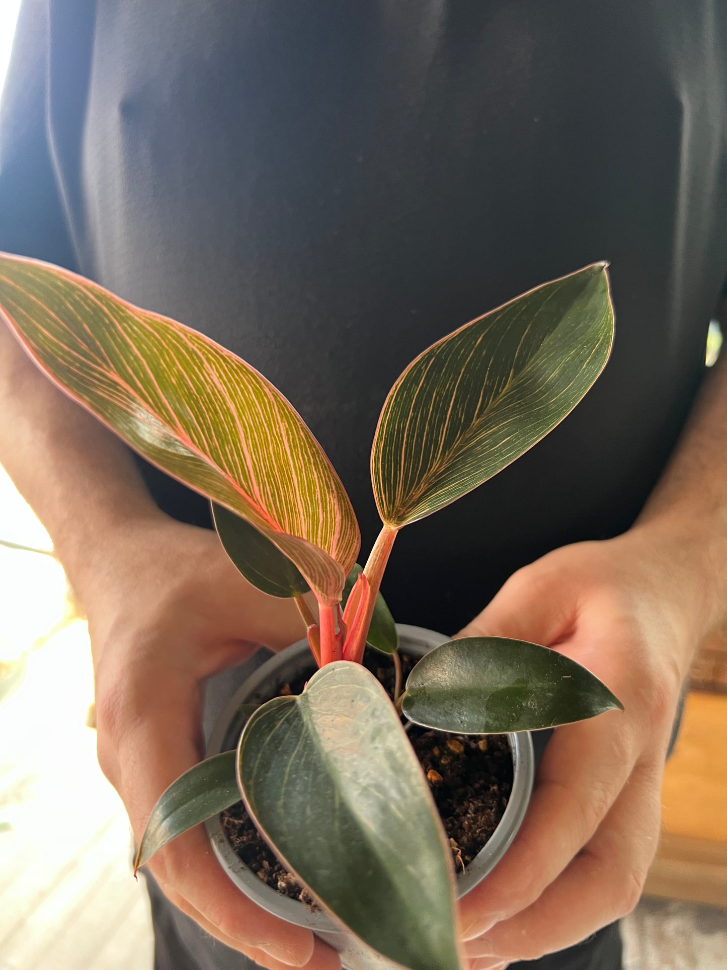 Philodendron Pink Birkin