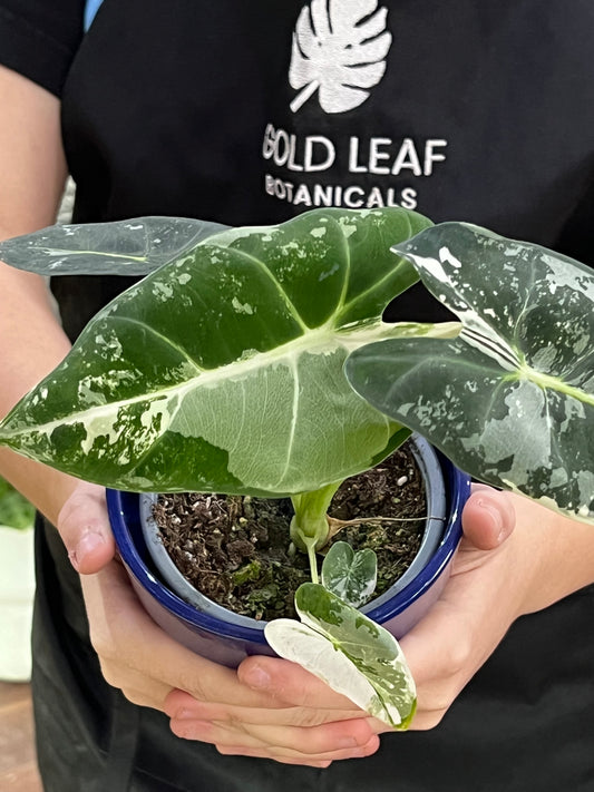 Alocasia Frydek Variegated