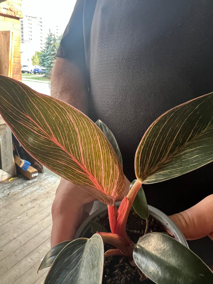 Philodendron Pink Birkin