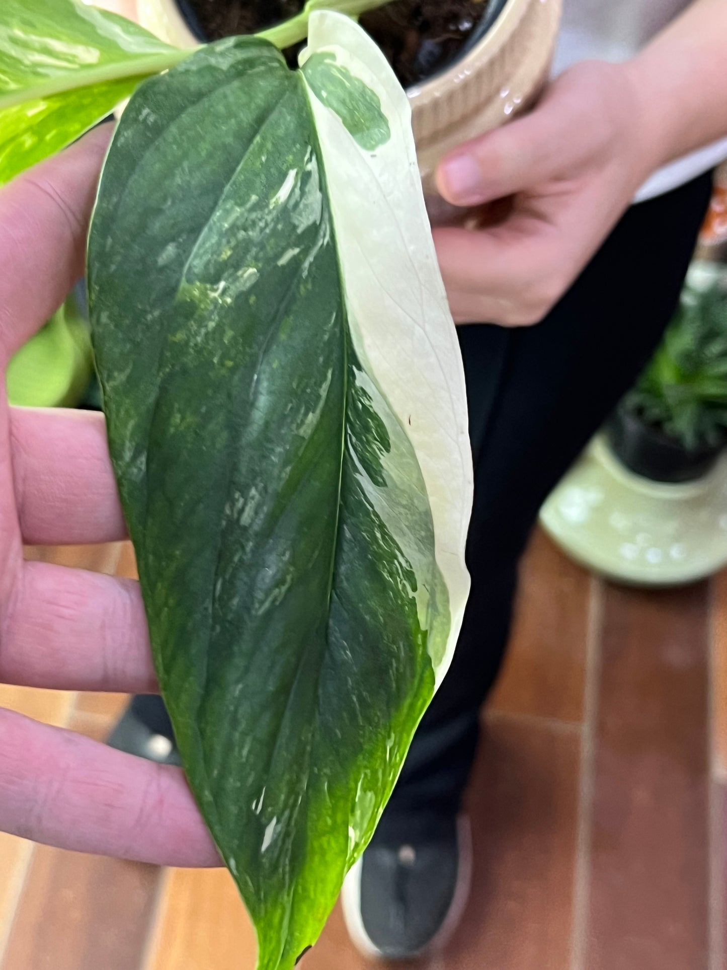 Monstera Lechleriana Variegated