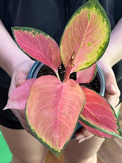 Aglaonema Pink Valentine