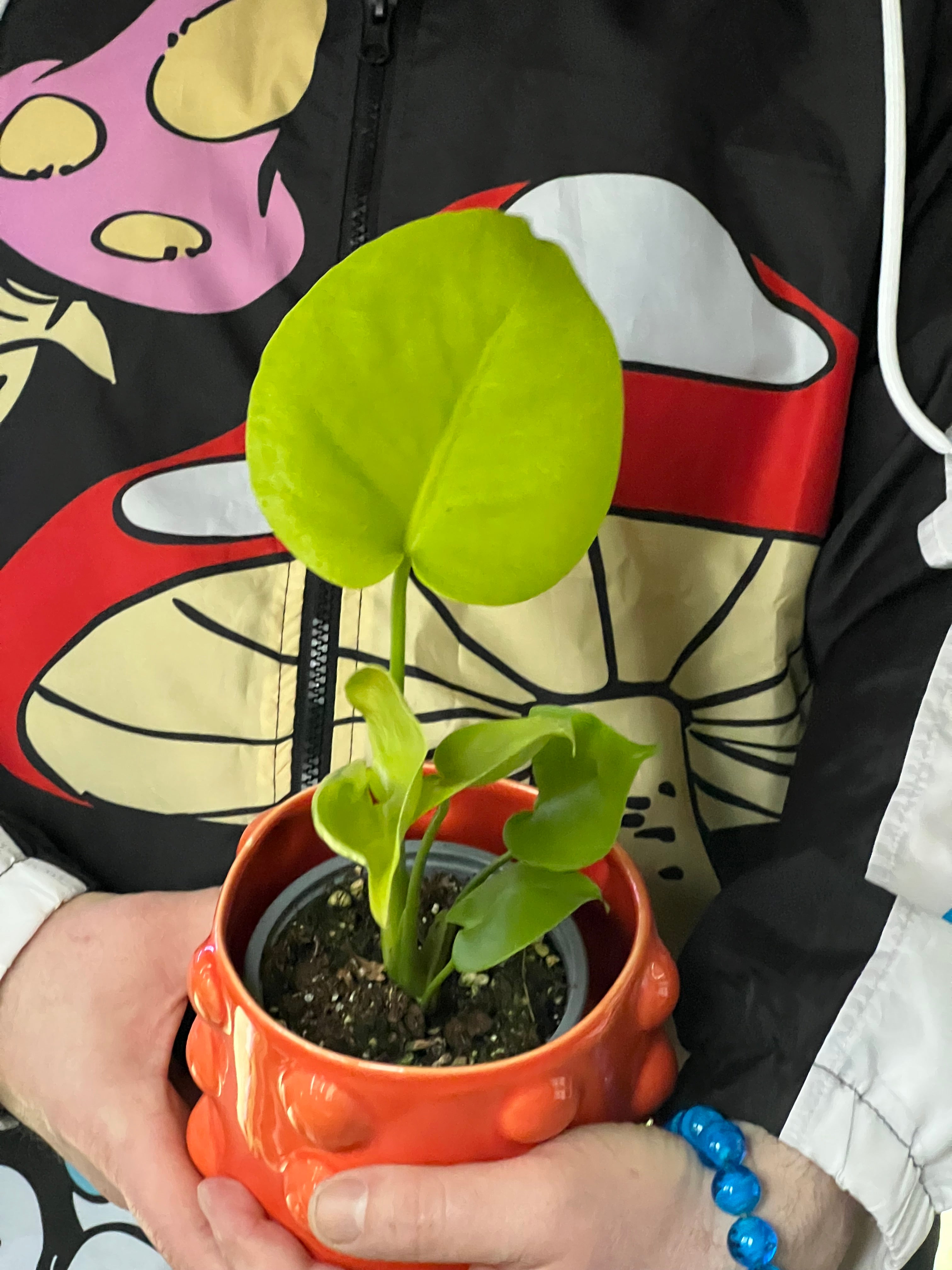 Monstera Deliciosa Care Guide: Sunlight, Watering, Soil, and More