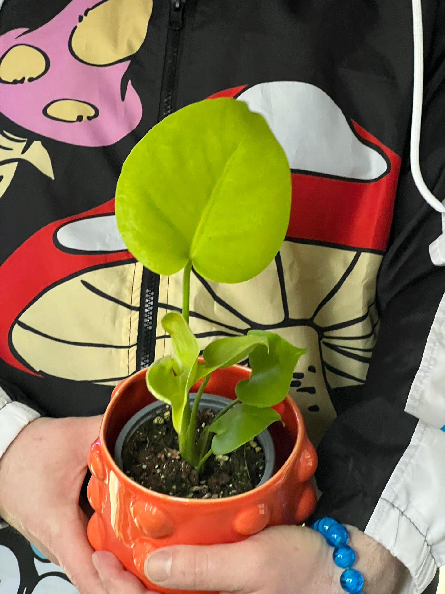 Monstera Deliciosa lemon lime