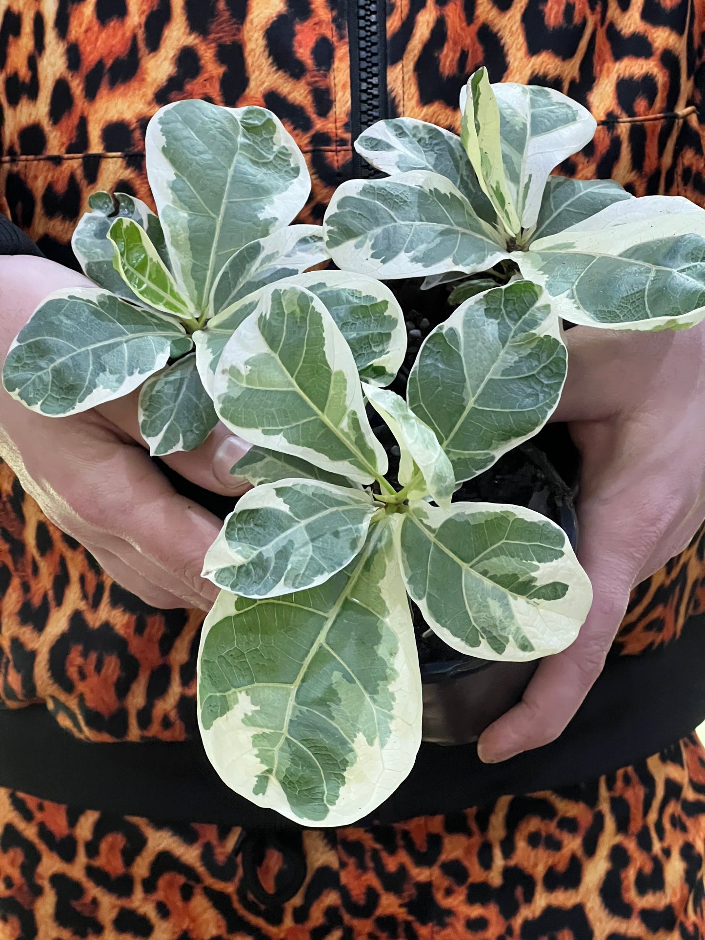 Ficus Lyrata Variegated Fiddle Leaf Fig