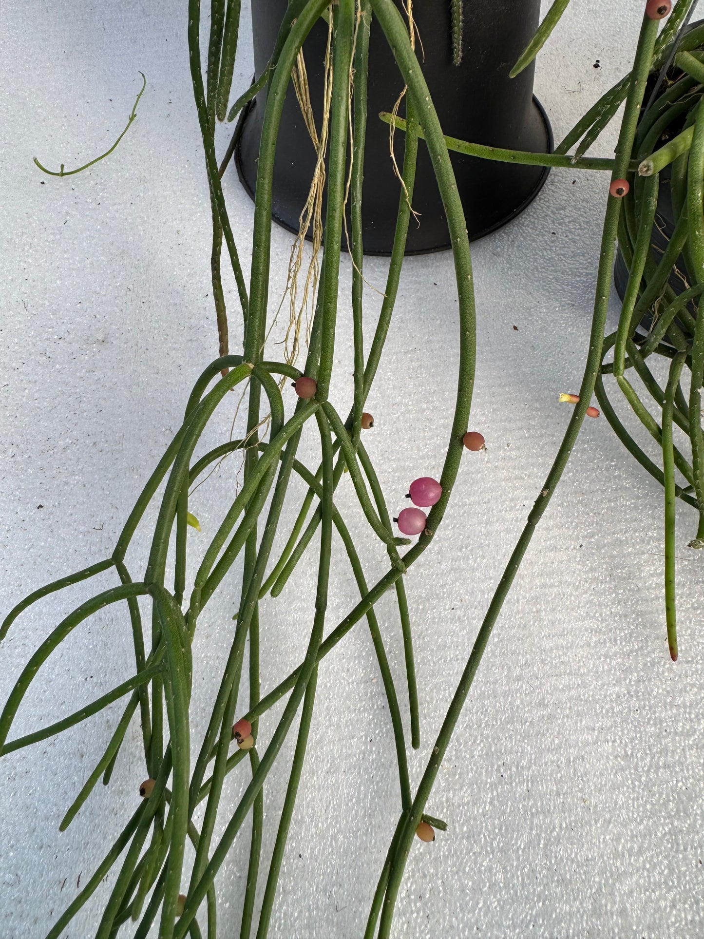 Rhipsalis Baccifera  Pink Pearl (Pre-Order)