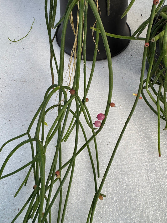 Rhipsalis Baccifera  Pink Pearl (Pre-Order)