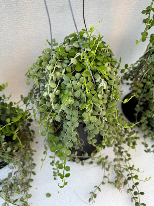 Dischidia Numularia Green String of Nickles (Pre-Order)