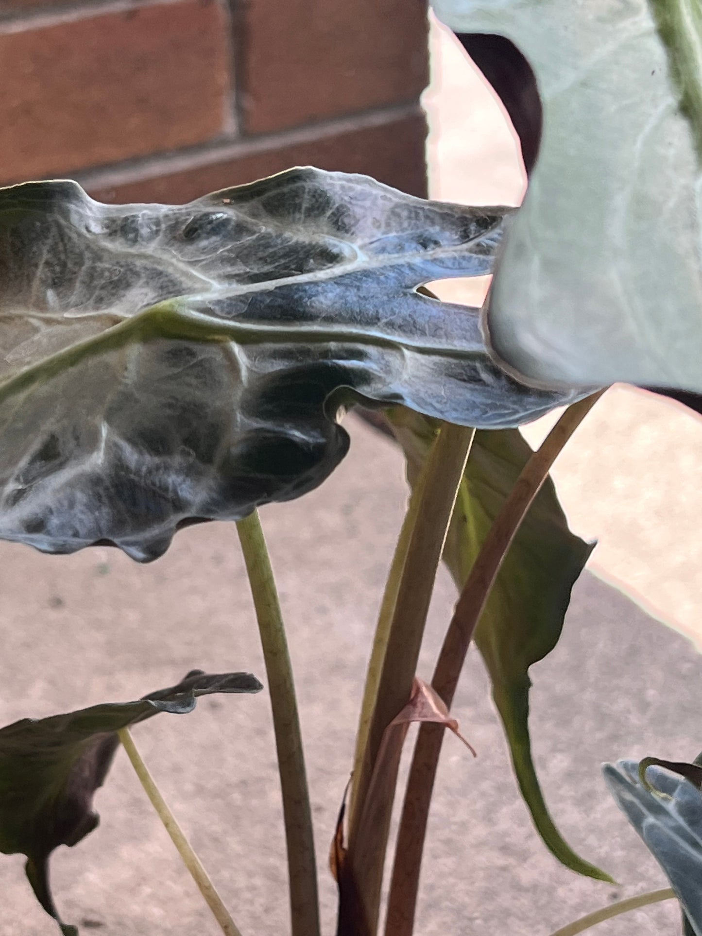 Alocasia Venom